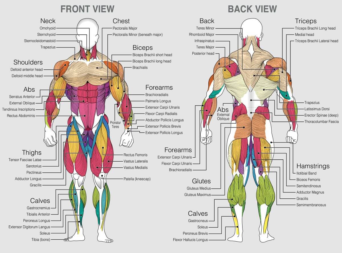 muscles in the body