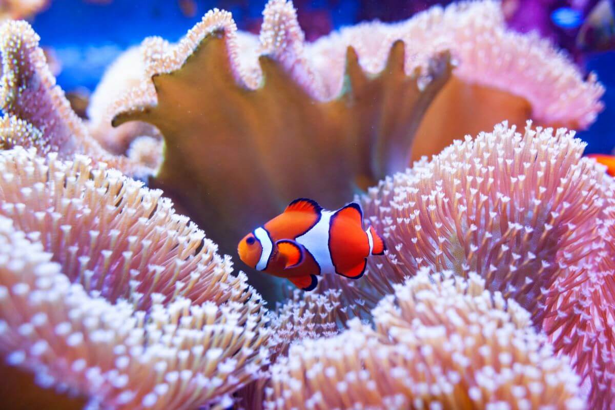 clown fish in coral on the great barrier reef
