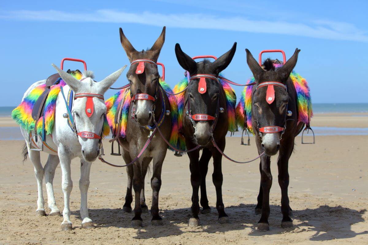 donkeys on the beach at Blackpool