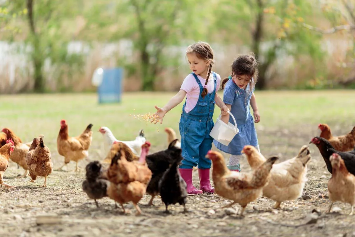 kids feeding chickens jpg