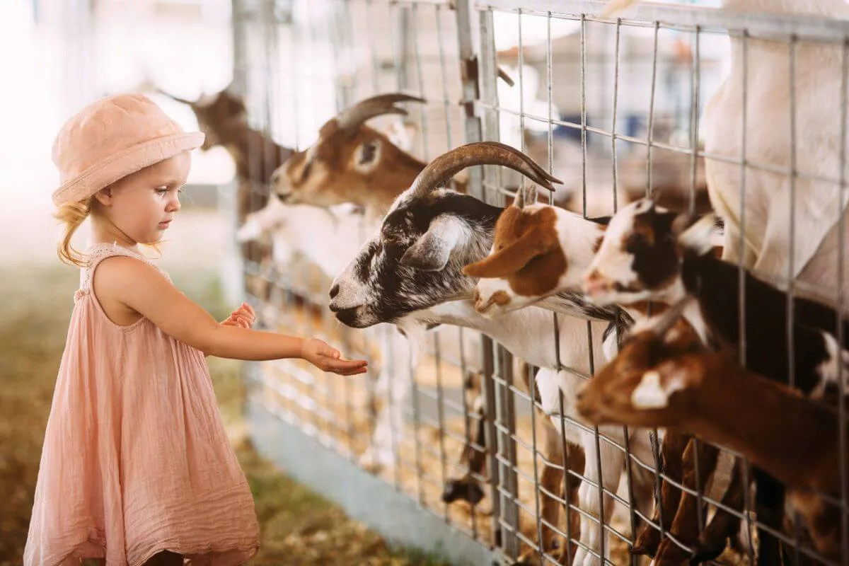 young girl feeding goats at a british farm jpg