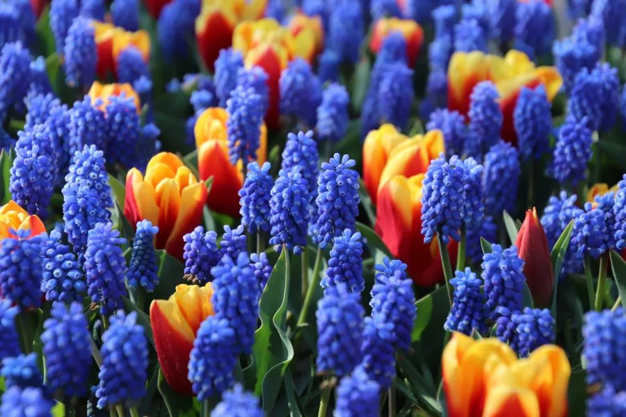 Hyacinths and Tulips in spring jpg
